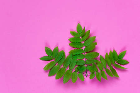 Branch of rowan tree with healthy leaves on pink background. Photo with blank space.の写真素材