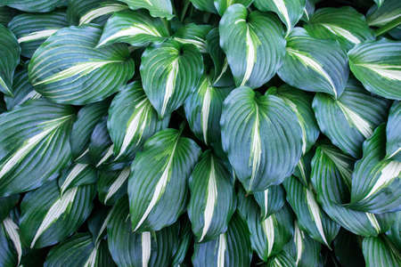 Lavish carpet of wet healthy Hosta plants.