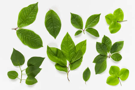 Set of various forest plant leaves on white background.