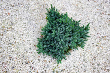 Gardening elements. Evergreen decorative garden plant on the background of white shingle.の写真素材
