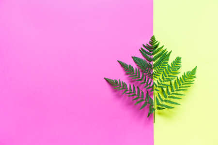 Mock up with beautiful fern branch laying on the duo colored, yellow and pink, background. Flat lay...