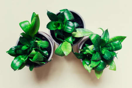Top view of three home plants of sanseviera in pots on light background.の写真素材