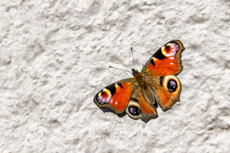Background with a butterfly. Aglais butterfly sitting on the light concrete surface.の写真素材