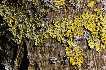 Close up of tree trunk textur with green moss. Forest plants.