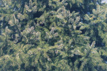 Close up of pine trees. Christmas background with coniferous tree.