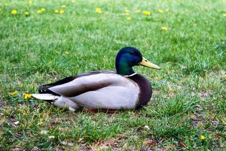 Single one lake water duck bird sitting on green grass.の写真素材