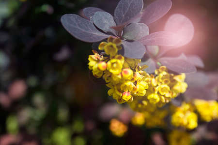 Close up of beautiful garden plant with yellow small flowers. Photo with blurred bokeh effect and copy space.の写真素材