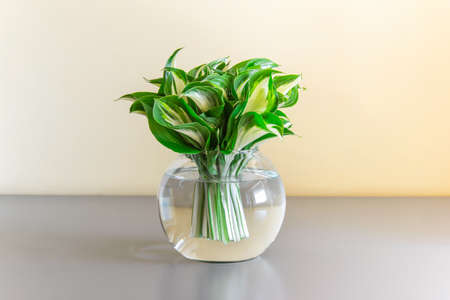 Spherical ball glass vase with green bouquet of garden Hosta plant leaves standing on the table.