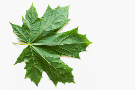 Large green maple leaf on white background. Photo with copy blank space.の写真素材