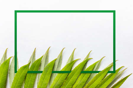 Green forest plant leaves with green border frame on white background. Photo with copy blank space...