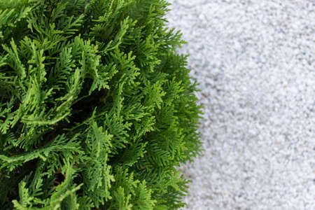 Top view of garden Thuja evergreen plant with defocused white pebbles stones. Photo with copy blank...