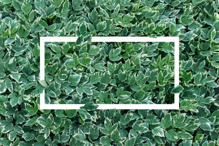 White frame on the background of lush foliage garden plants.