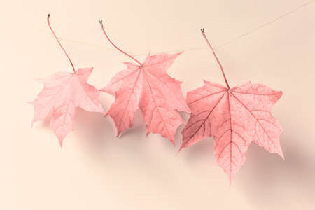 Creative composition with three pink maple leaves hanging on a rope on white background.の写真素材