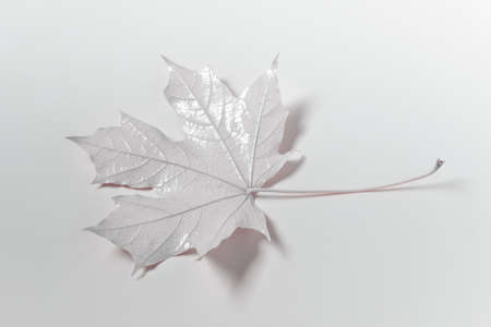 Front view of structured forest maple leaf on white backgound.の写真素材