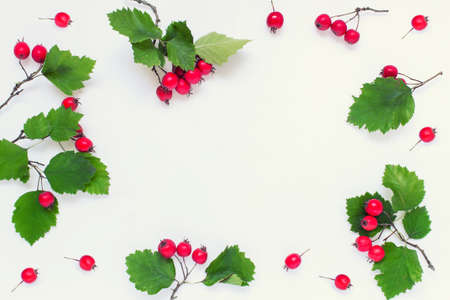 Decorative winter autumn layout with red berries and green leaves on white background. Photo with copy blank space.の写真素材