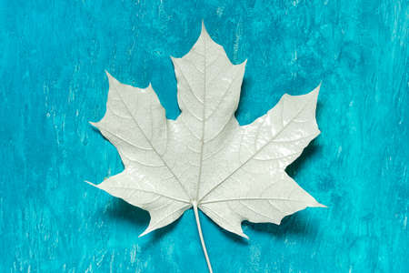 Close up of large maple leaf colored with white dye on blue acrylic paint background.のeditorial素材