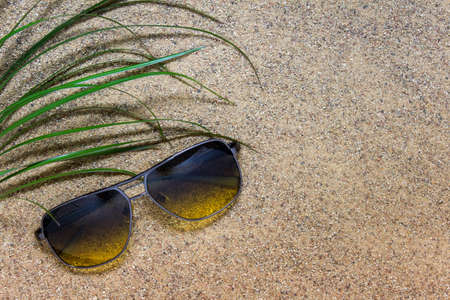 Sunny summer composition flat lay with sunglasses and green plant foliage branch on sandy surface. Photo with copy blank space.の写真素材