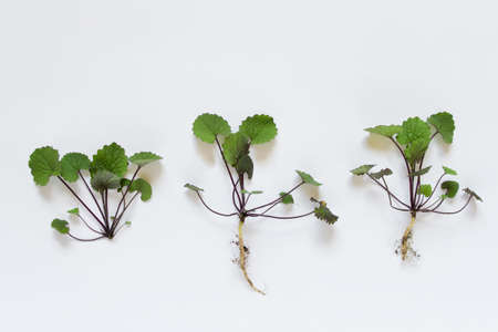 Three branches of wild forest plants with roots on white background.