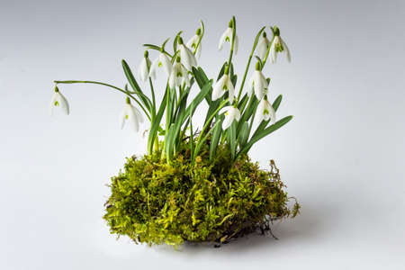 Little bush with wild white forest snowdrops growing in green moss on white background.の写真素材