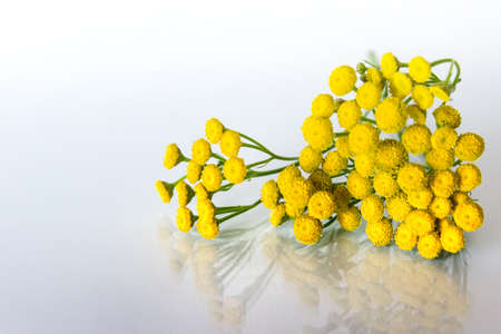 Yellow tanacetum field flowers or tansy on glossy glass surface on white background. Photo with copy blank space.の写真素材