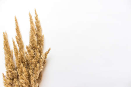 Simple background with field dry fluffy plants on white background. Photo with copy blank space.