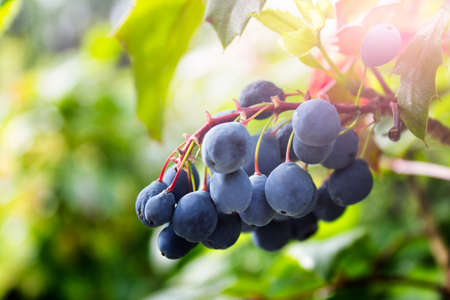 Closeup of garden plant with blue berries on defocused blurred background.の写真素材
