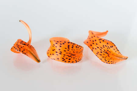Close up of three orange dotted lily petals on white background.の写真素材
