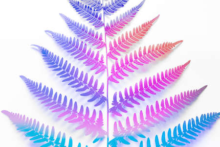 creative colorful vivid background with large fern leaf colored with pink blue color gradient on white background.の写真素材