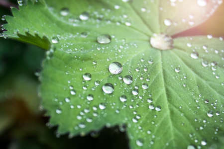 Closeup of a plant leaf with water drops.