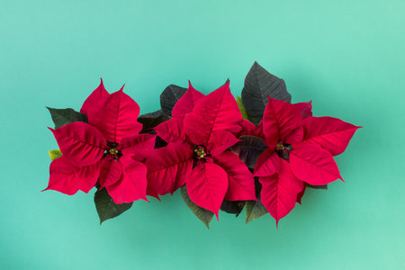 Top view of three Christmas red poinsettia flower pots on minty green background.の写真素材