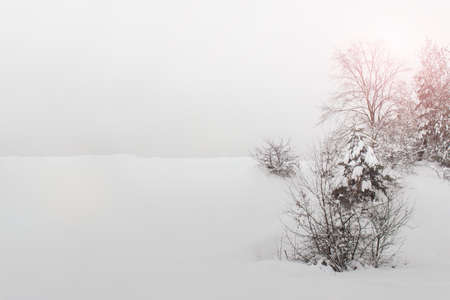 Winter landscape with trees and bushes and copy blank space.