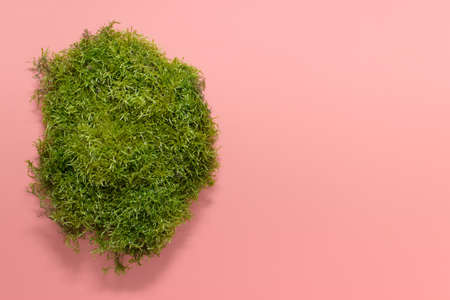 Green forest wild moss on pink paper background. Photo with copy blank space.の写真素材