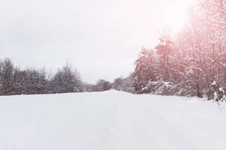 Winter landscape with land covered with heavy snow and trees going to horizon.の写真素材