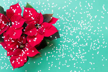 Poinsettia red Christmas flower with artificial paper confetti snow on green background.の写真素材