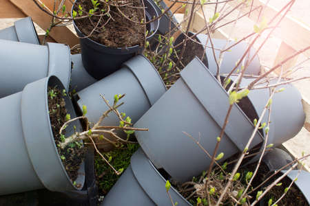 New spring summer bushes trees seedling in plastic pot for city decoration landscaping.の写真素材