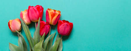 Wide green banner with red flowers tulips and copy blank space on the right.の写真素材