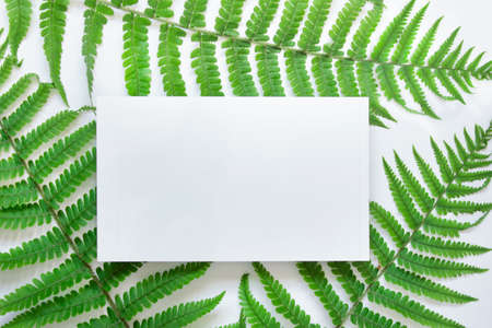 Mockup template with horizontal blank card with green fern leaves on the background.の写真素材
