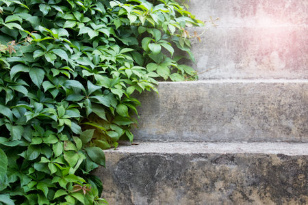 Vine leaves laying on concrete stairs.の写真素材