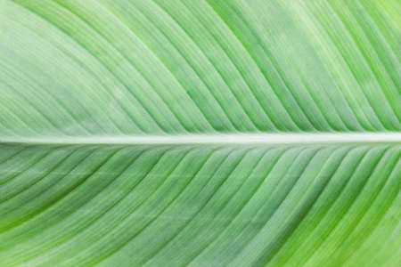 Large leaf texture close up with visible grooves.の写真素材