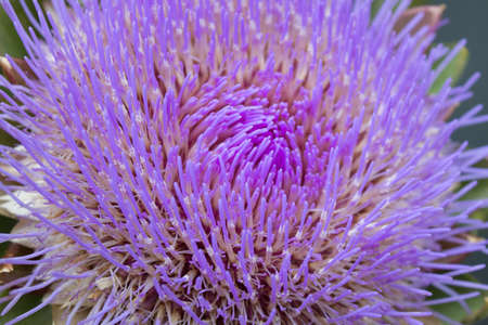 Close up of magenta Dahlia flower with long petals bristeles.の写真素材