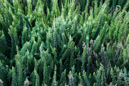 Garden plants evergreen bushes. Pattern with evergreen plants.