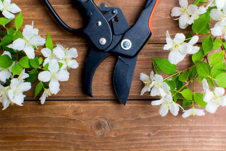 Garden pruner and cut branch of flowers on wooden boards. Garden tools and equipment. Top view.の写真素材