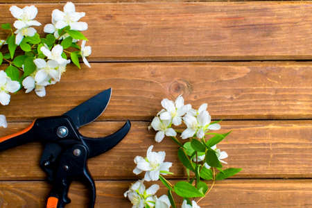 Garden pruner and cut branch of flowers on wooden boards. Garden tools and equipment. Top view. Place for text.の写真素材