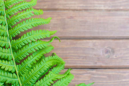 Fern leaves on a wooden background. Top view. Place for text. Green tropical plant branch. Natural ecology concept, wooden background.の写真素材