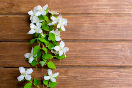 White flowers on a wooden brown background. Template with place for text. Frame of flowers. Petals...