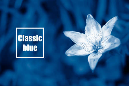 Beautiful Lily flower on green leaves background. Lilium longiflorum flowers. The color of the year 2020 is classic blueの写真素材