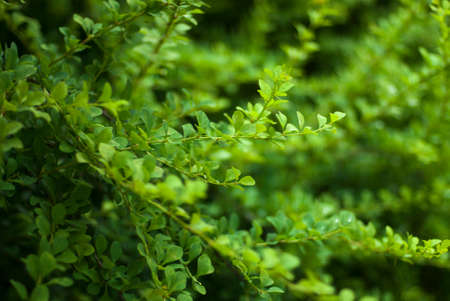 Barberry branches. Green branches with leaves and thorns. Green background.の写真素材