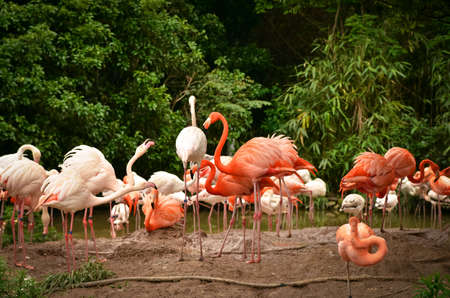 A flock of flamingos in the Shanghai Zoo.の写真素材