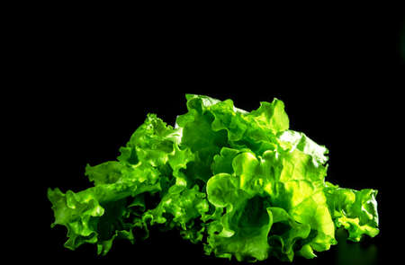 Green leaf lettuce lying on a black background.の写真素材