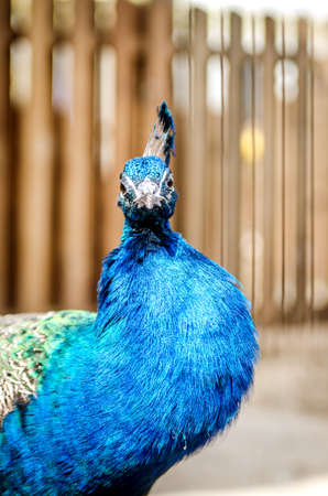 Peacock looks into the cell, curving his neck.の写真素材